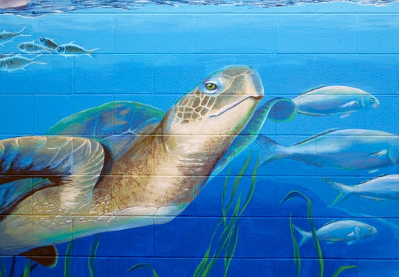 Sea turtle close-up