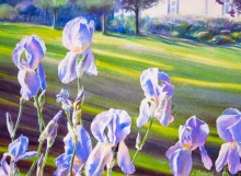 Irises